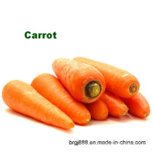 Хорошее качество Китай свежий жир морковь